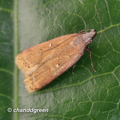 Dichomeris hamulifera