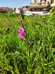 Gladiolus italicus