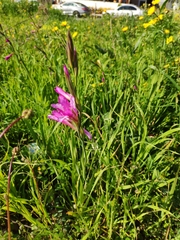 Gladiolus italicus