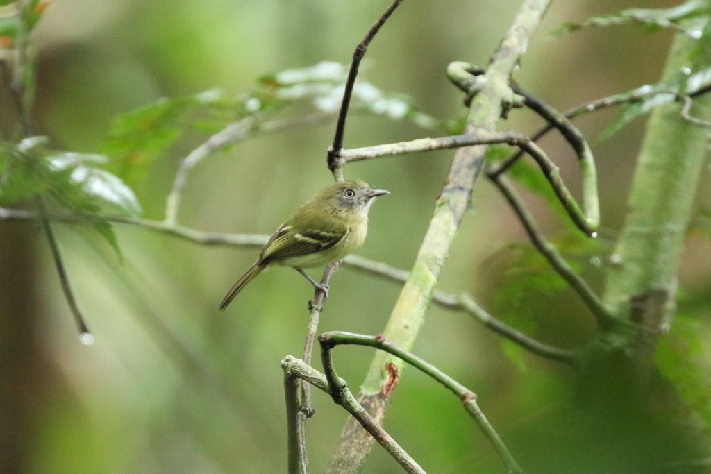 White-Eyed Tody-Tyrant