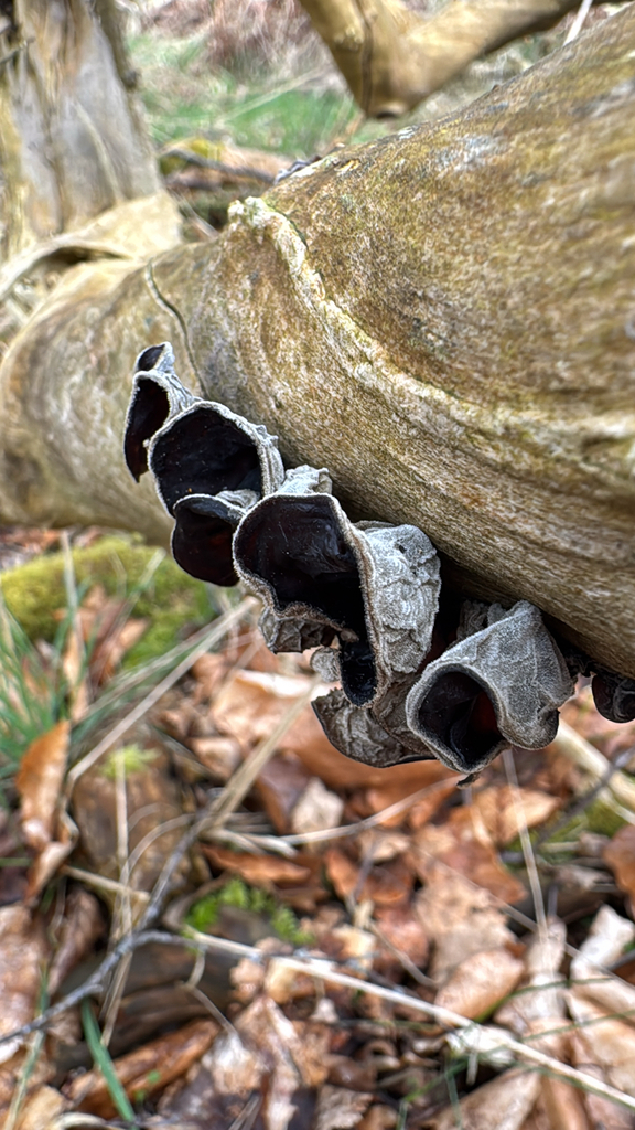Auricularia auricula-judae · April 2026 · photo: © geoffmorgan (iNaturalist, cc-by)
