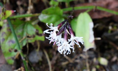 Ainsliaea macroclinidioides