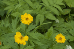 Trollius riederianus