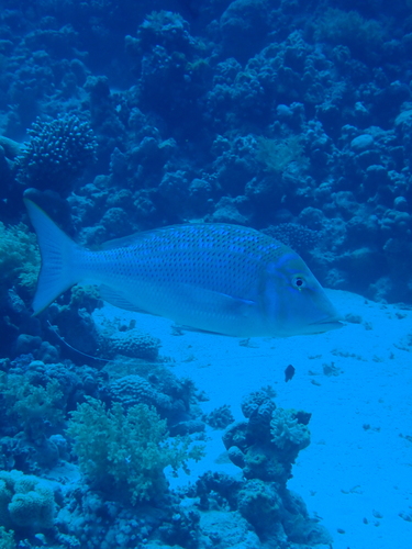 Lethrinus nebulosus