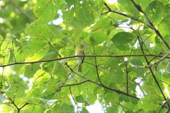 Hylophilus thoracicus