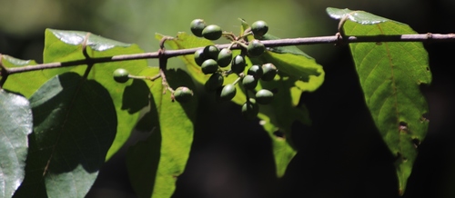 Climbing Canthium (Keetia gueinzii)