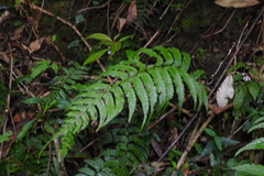 Diplazium wichurae