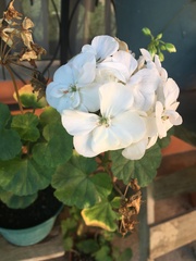 Pelargonium × hybridum