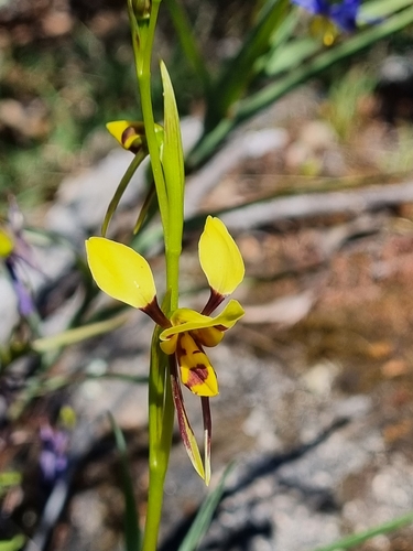 Diuris sulphurea, photograph 6