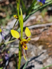 Diuris sulphurea, photograph (c) Jane Canaway, some rights reserved (CC BY)