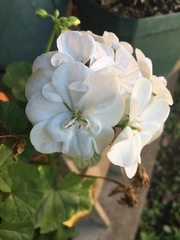 Pelargonium × hybridum