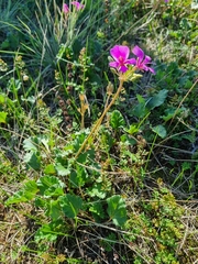 Pelargonium rodneyanum, photograph (c) Jane Canaway, some rights reserved (CC BY)