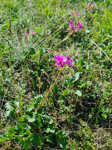 Pelargonium rodneyanum, photograph 2