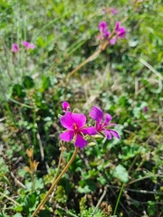 Pelargonium rodneyanum, photograph (c) Jane Canaway, some rights reserved (CC BY)
