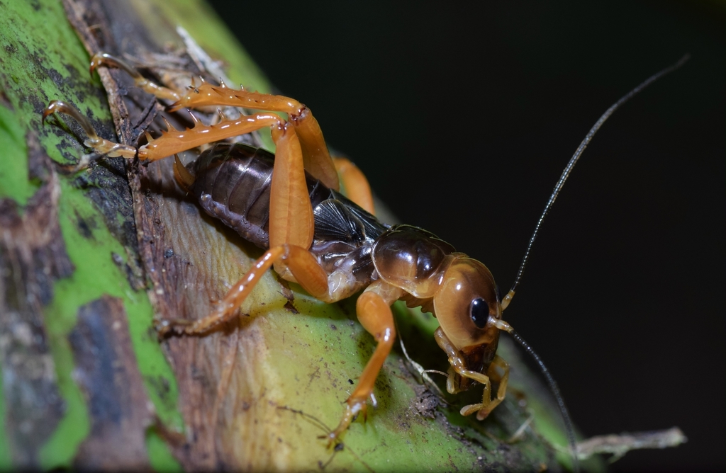 Jerusalem Crickets