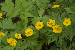 Trollius riederianus