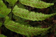 Diplazium wichurae