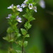 Euphrasia nemorosa - Photo (c) Andy Fyon,  זכויות יוצרים חלקיות (CC BY-NC), uploaded by Andy Fyon