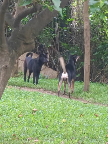 犬 observed by student11000651