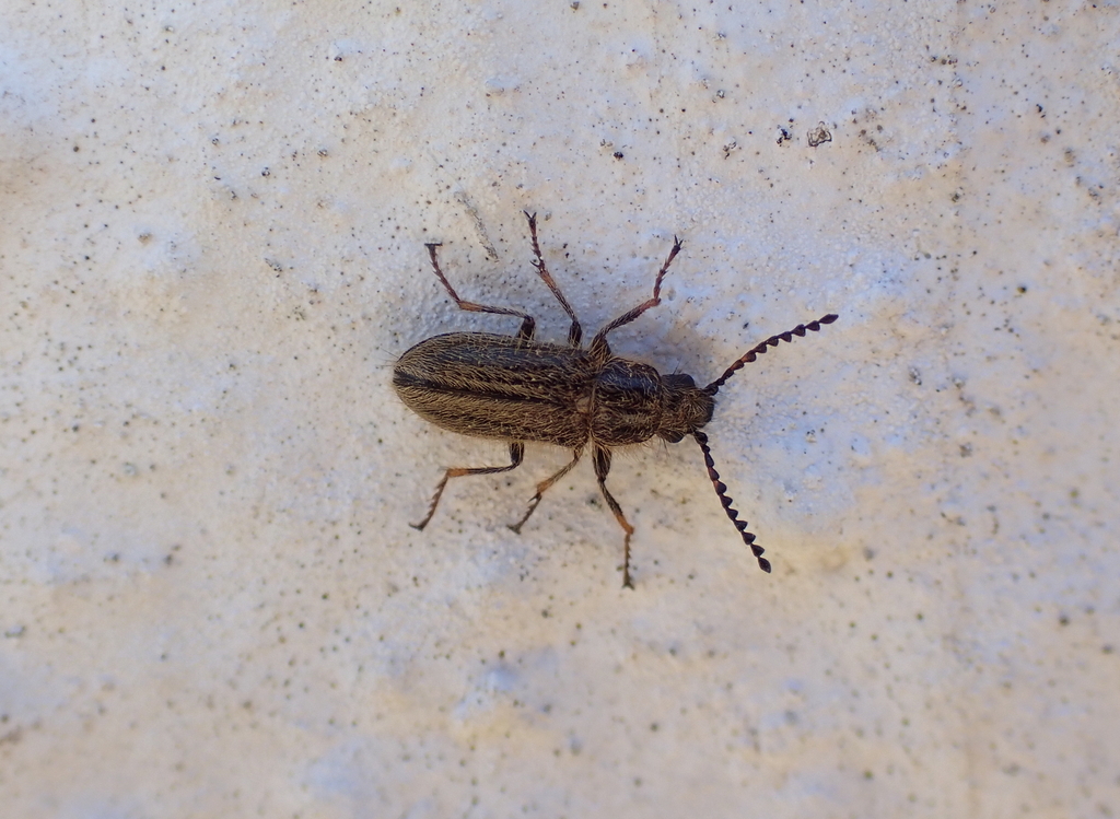 Graellsinus barrosi