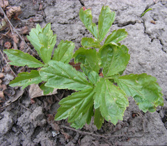 Cardamine bulbifera