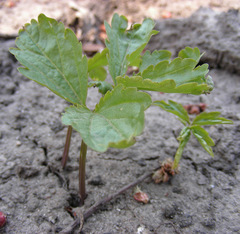 Cardamine bulbifera