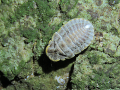 Margarodidae