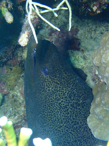 Gymnothorax javanicus