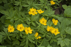 Trollius riederianus
