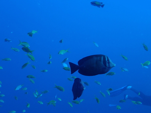 Zebrasoma desjardinii