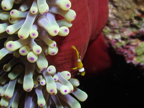 Amphiprion bicinctus