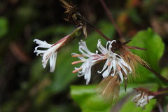 Ainsliaea macroclinidioides