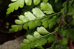 Asplenium neolaserpitiifolium