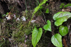 Ainsliaea macroclinidioides