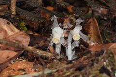 Monotropastrum humile glaberrimum