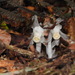 Monotropastrum humile glaberrimum - Photo (c) Chen Shu, algunos derechos reservados (CC BY-NC), subido por Chen Shu