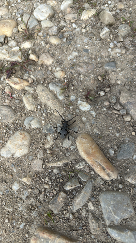 Morimus funereus