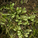 Diplophyllum plicatum - Photo (c) Svetlana Nesterova, algunos derechos reservados (CC BY-NC), subido por Svetlana Nesterova