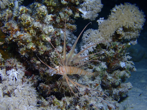 Pterois miles