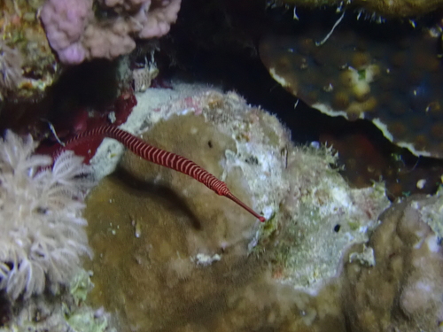 Many-banded pipefish (Dunckerocampus multiannulatus) — Syngnathidae