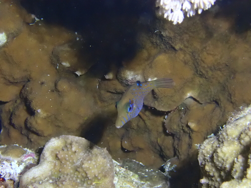 Canthigaster pygmaea