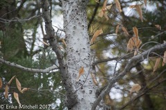 Cryptococcus fagisuga