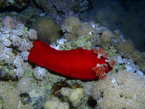 Hexabranchus sanguineus