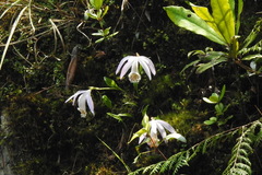 Pleione formosana