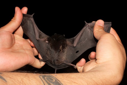 Black Mastiff Bat