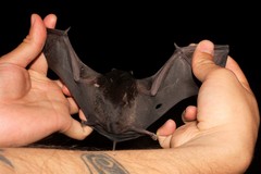 Black Mastiff Bat photo 4