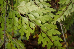 Asplenium neolaserpitiifolium