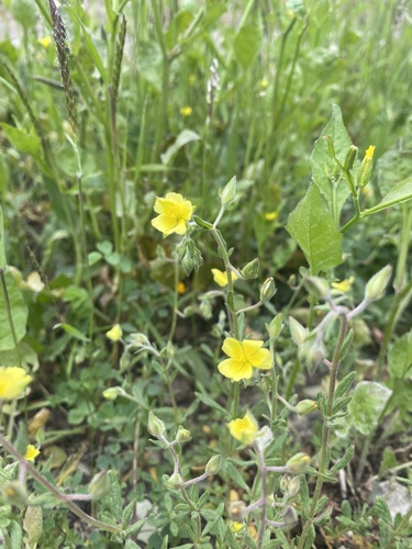 Helianthemum salicifolium, photograph 4
