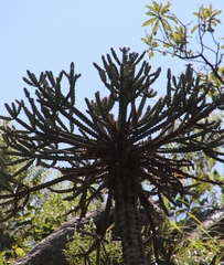 Euphorbia grandidens image