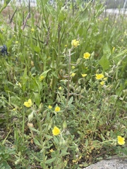 (c) Наталья Пикалова, some rights reserved (CC BY) Helianthemum salicifolium, photograph (c) Наталья Пикалова, some rights reserved (CC BY)